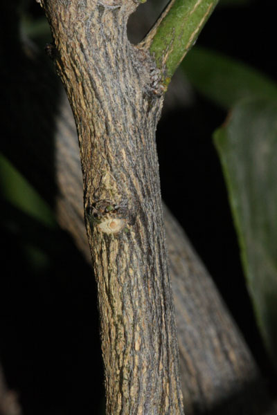 thorns absent